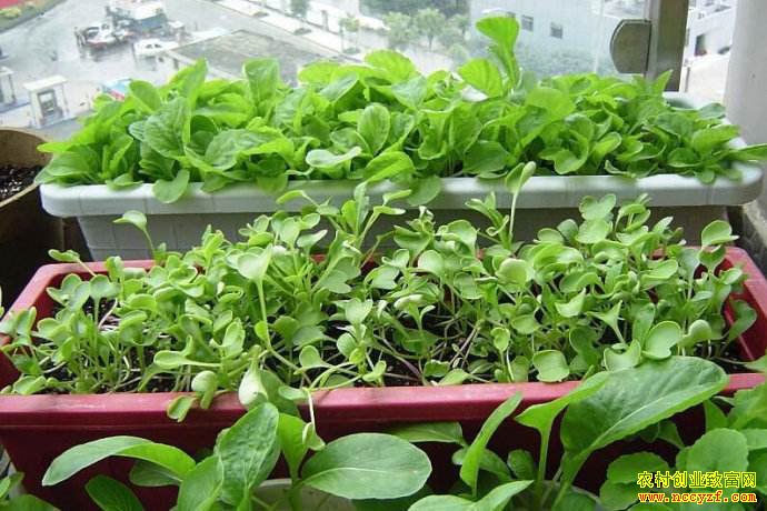 ��ͥ΢ũҵ�߽���̨�ݶ� ��ɳ�����ҵ δ��ǰ����