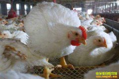 2018�°����⼦����Ԥ�⣺Ԥ������⼦����С������