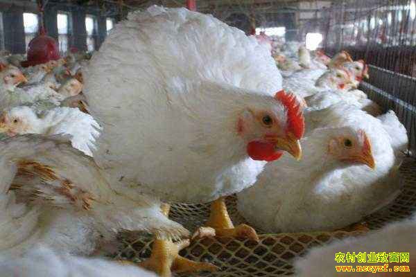 2018�°����⼦����Ԥ�⣺Ԥ������⼦����С������