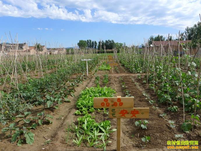 ������Ӫ��ͥũ������ͥũ����Ӫ��ע����Щϸ�ڣ�