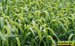 2018�����ɹ��������������� ������ֲ����»��۸�����