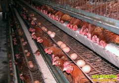 ����û�в����߷��ڵ�ԭ������Щ��