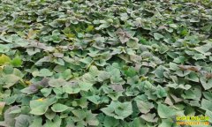 ��������ʲô��;���������ɼӹ�������