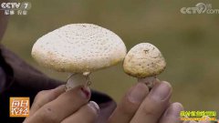 [ÿ��ũ��]�ຣ������ѩ���ԭ�ϵĻƹ��Ƹ�