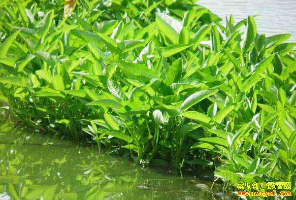 �Ĵ�������������ˮ�������߲��� �����·��