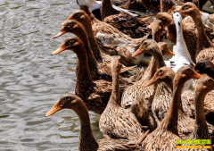 Ѽ������Ǯһ�2018��9��23��ȫ������Ѽ���۸�����