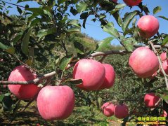 双节拉动苹果价格走高 果农无需着急出售