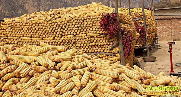 ���׼�������������ƭ��Ƶ��ũ�壡�ϵ���һ��ɾͰ׸��ˣ�