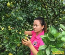 ��ũ�����Ƶ�ɡ����족�ɸ�9�ø�������ũ��Ʒ�����������Ԫ