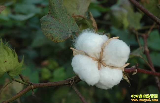 2019���޻��г��۸���������Ԥ��