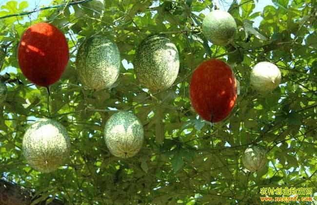 ɽ�����ƹ��˱���ֲ����ÿĶ��׬4000��Ԫ