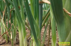 2018���������������� ������������Ϊ�ƾֹؼ�