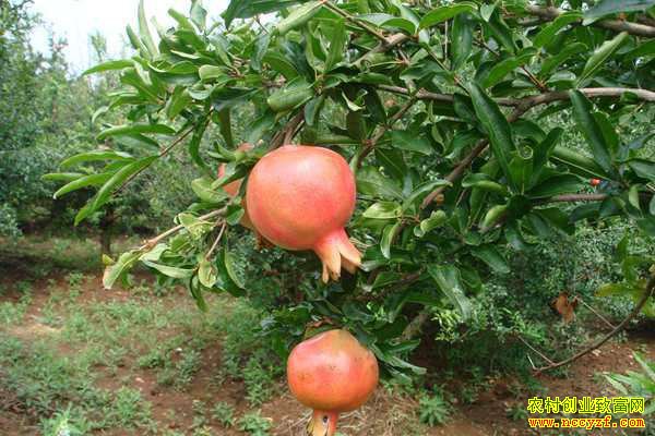 ���ջ����¹�����ֲ��ɽʯ��Ч���