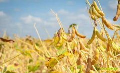 �󶹷��ձ���� 2018��󶹼۸��ϱ�������