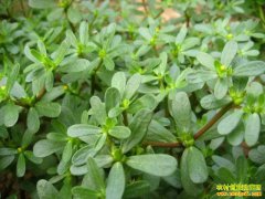 Ͷ��С׬Ǯ�� ũ�崴ҵ��������Ŀ�Ƽ�