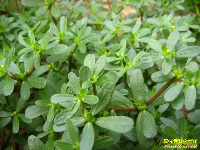 Ͷ��С׬Ǯ�� ũ�崴ҵ��������Ŀ�Ƽ�