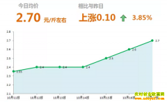 2018年10月17日山东昌邑、安丘最新大姜(鲜姜)价格行情