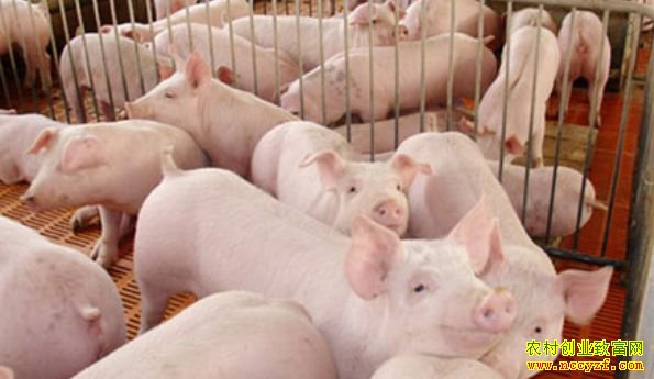 �����۸��ϱ������� ������ֳ��Ӧ�ʵ�����ֹ��