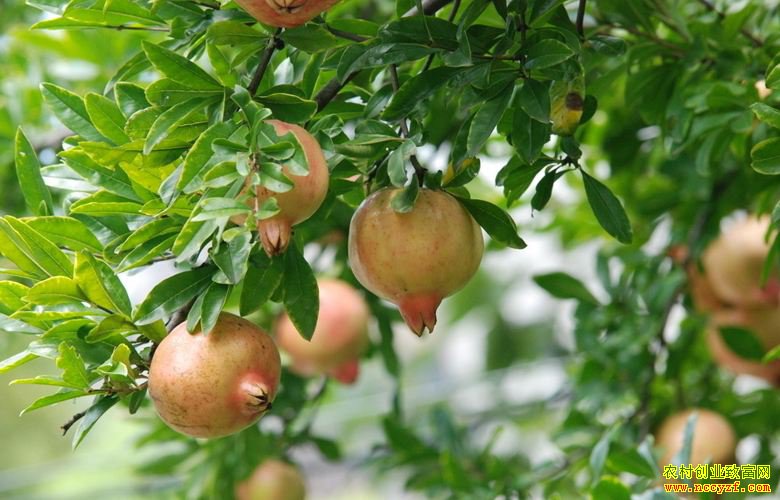 ��Զʯ����Ϯ������