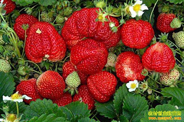 ���۲�ݮ��ǿ�ġ���·��