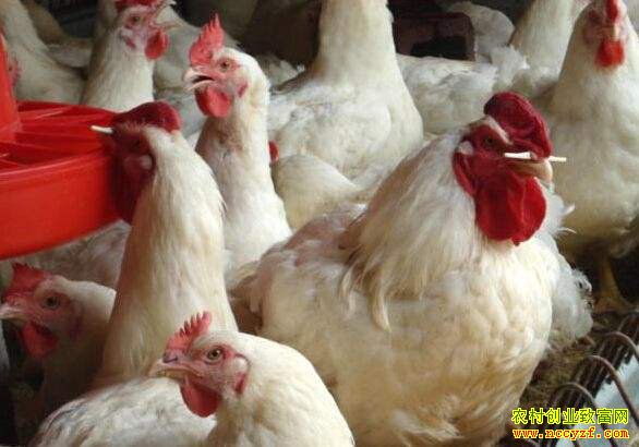 ��������׬Ǯ��2019���⼦�����۸���������Ԥ��