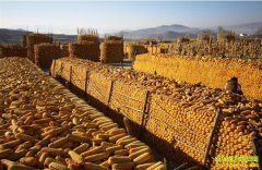 ���׼۸���δ������ ũ�����й�������