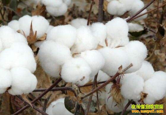 �޻��������ٴ����� �������޻��г�����