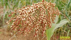 �Ӵ���µ�������ƫ�� 2018������۸�����������Σ�