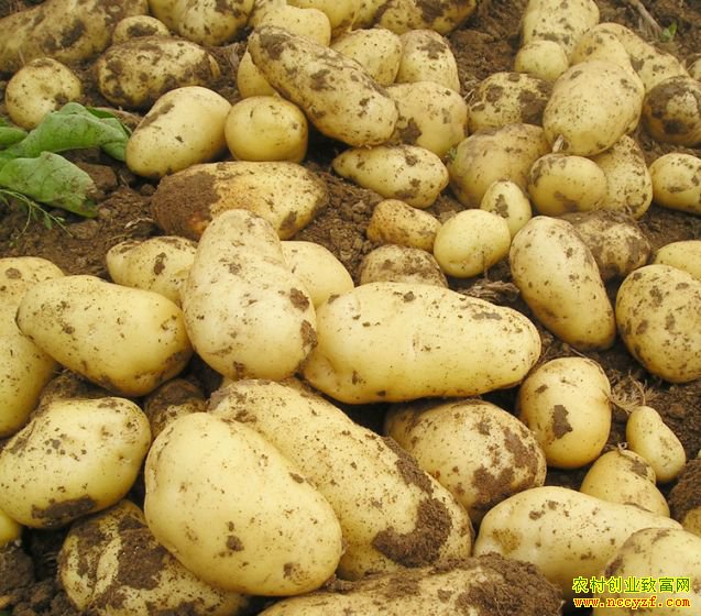 2018���������۸��²��� ������������ɫ