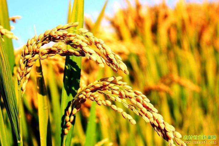 2018����ˮ���۸�����Ϳ� ʲôʱ��ˮ���۸������ǣ�