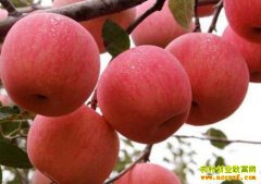 ƻ���۸�ʮ���¸� ƻ���ڻ���������