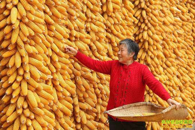 ���׼۸�С�� ��ֲ���������Ե�