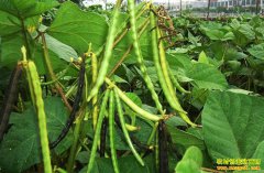 ����֮���̶��߻��޺�ת δ���̶��۸�����Ԥ��