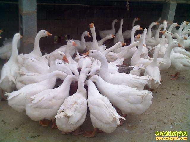 2018��������Ʒ�죨��̭�϶죩�۸�����