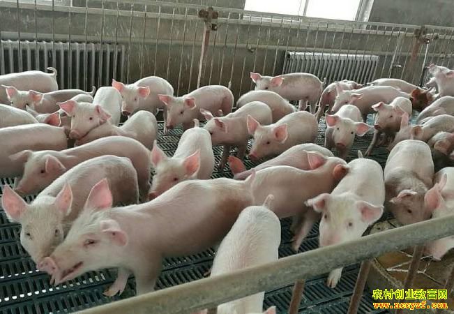 ������Ԥ��2019�������۸���������½�������δ�ػ���