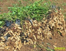 �»���½������ 2019��Ԫ�������۸������