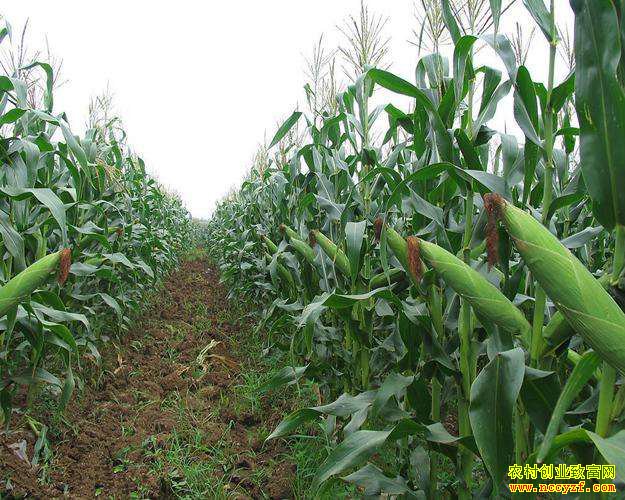 ��ֲ���ײ�������½� 2019��������ֲ��������