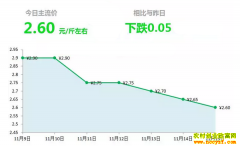 2018年11月15日山东昌邑、安丘最新生姜(鲜姜)价格行情