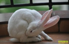 ��������ʲôʱ����̥�������̥��