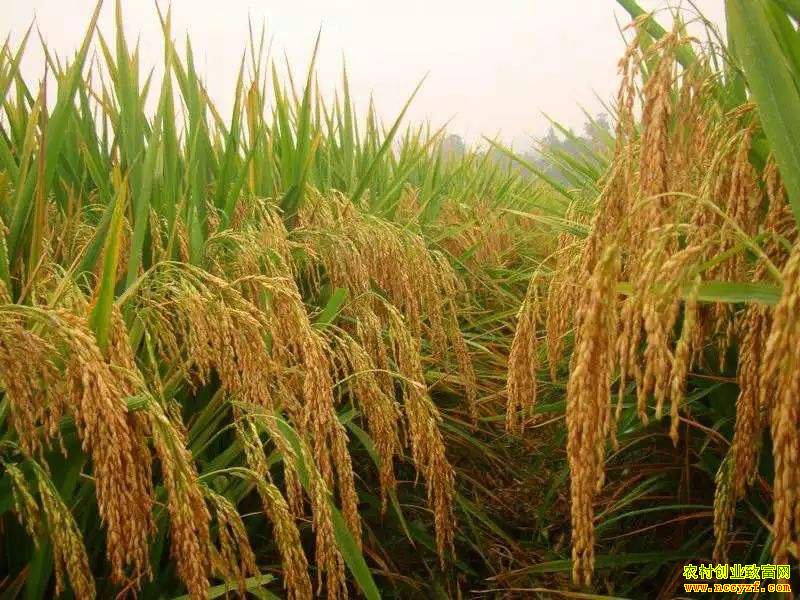 ����ˮ���۸񣺾����۸����µ� �����Ա��̵���