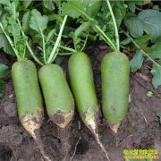 青萝卜集中上市 相较去年今年萝卜价格降价明显