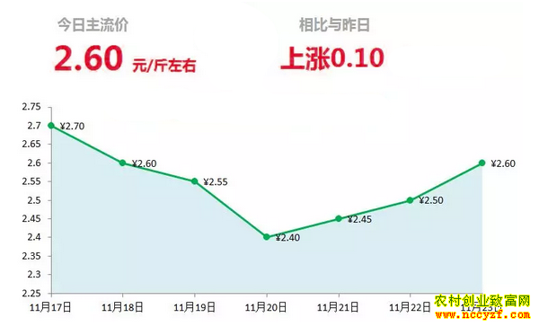 山东昌邑生姜市场今日最新大姜价格行情