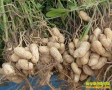 �����۸�Ԥ�⣺2018���»����۸�Ԫ���������