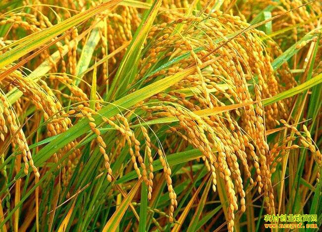 Ԥ�ƴ���ǰ���׼۸��������� ר�ҽ����������ѡ�����ʵ�