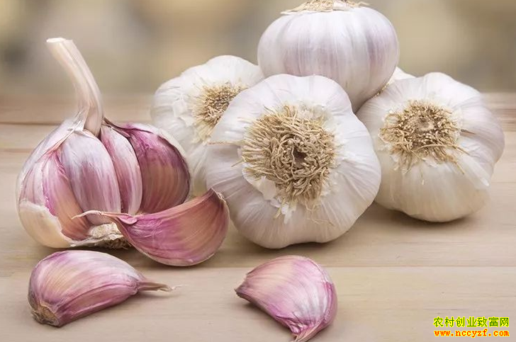 今冬大蒜价格高低分化 专家预测春节前大蒜价格行情走势
