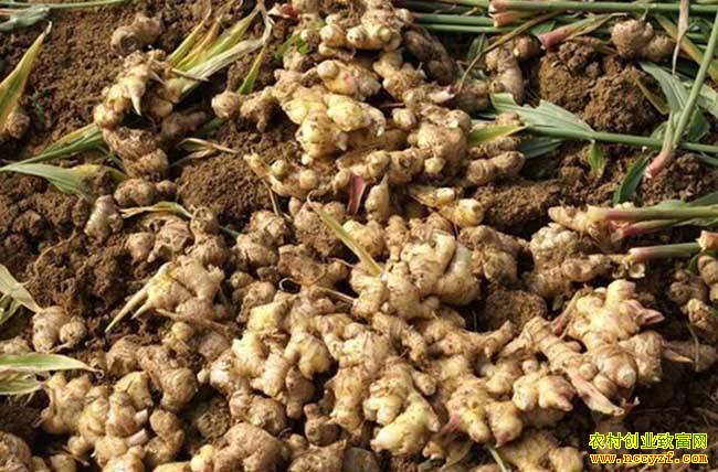 生姜供应充足价格下跌 专家预测后期生姜价格行情将好转
