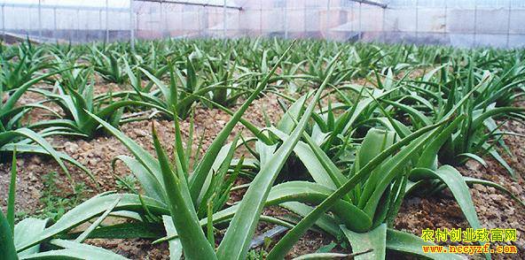 �������ĸ���ֲ��Ŀһ��Ҫ������С���ϵ���ƭ «����ֲ