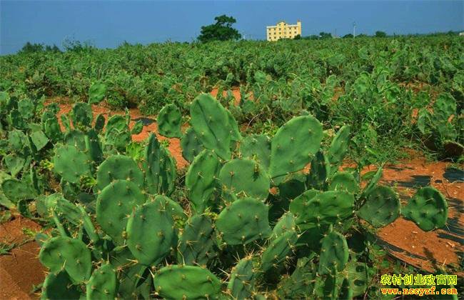 �������ĸ���ֲ��Ŀһ��Ҫ������С���ϵ���ƭ ��������ֲ