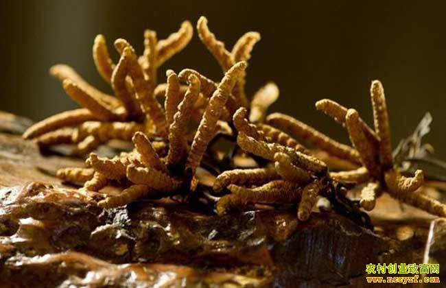 �������ĸ���ֲ��Ŀһ��Ҫ������С���ϵ���ƭ �����Ĳ���ֲ