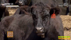 [ÿ��ũ��]������ɫũ��Ʒ��һͷ��ԭ��ţ����9000Ԫ������